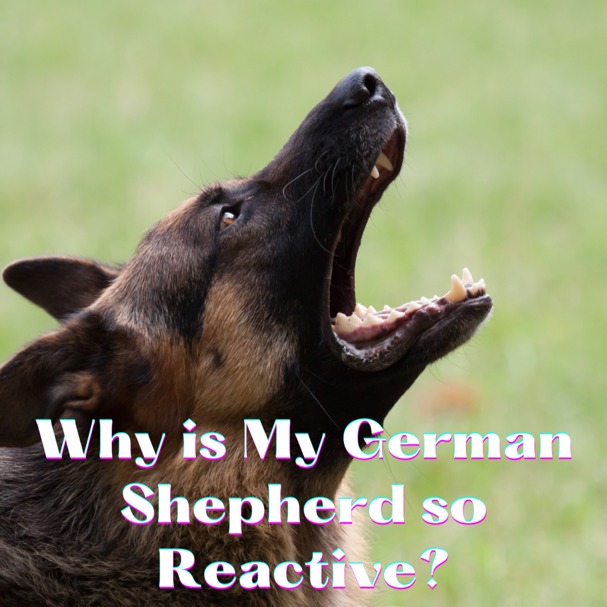 Why Is My German Shepherd So Reactive? (And What Can I Do?)