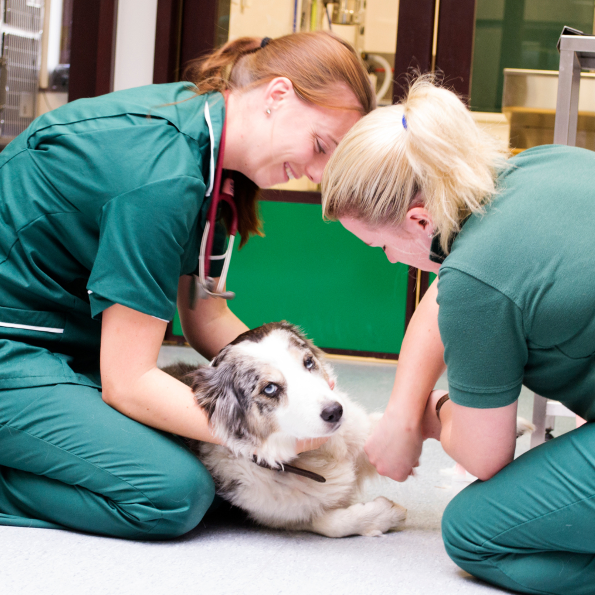 Can a Dog Survive With a Broken Back (Spinal Fracture)?