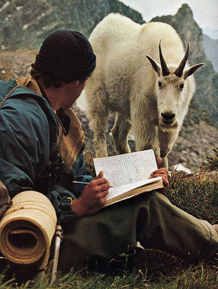 The Traveler and the Cleverness of the Goat