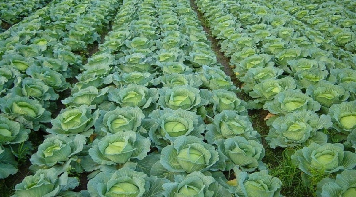 Cabbage Farming