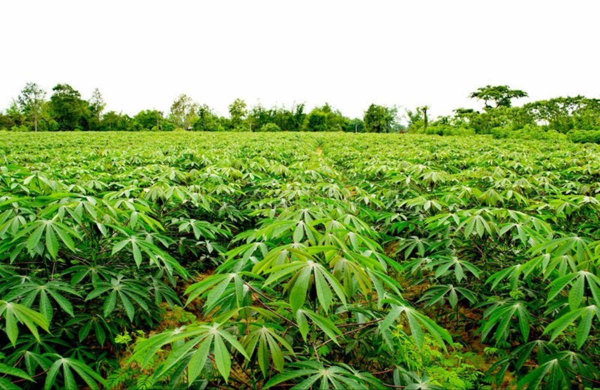 Cassava Cultivation Farming