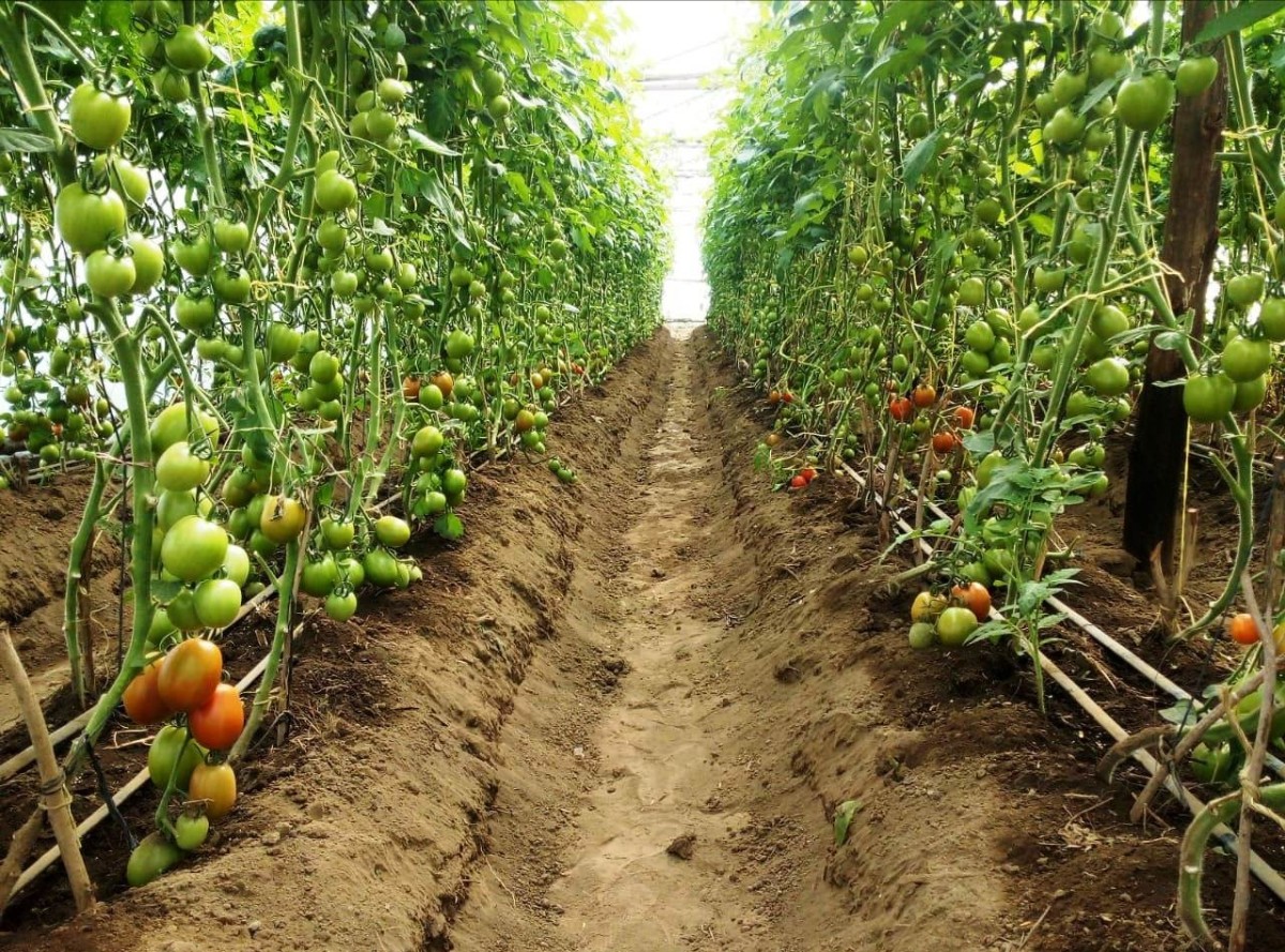 Tomato Farming