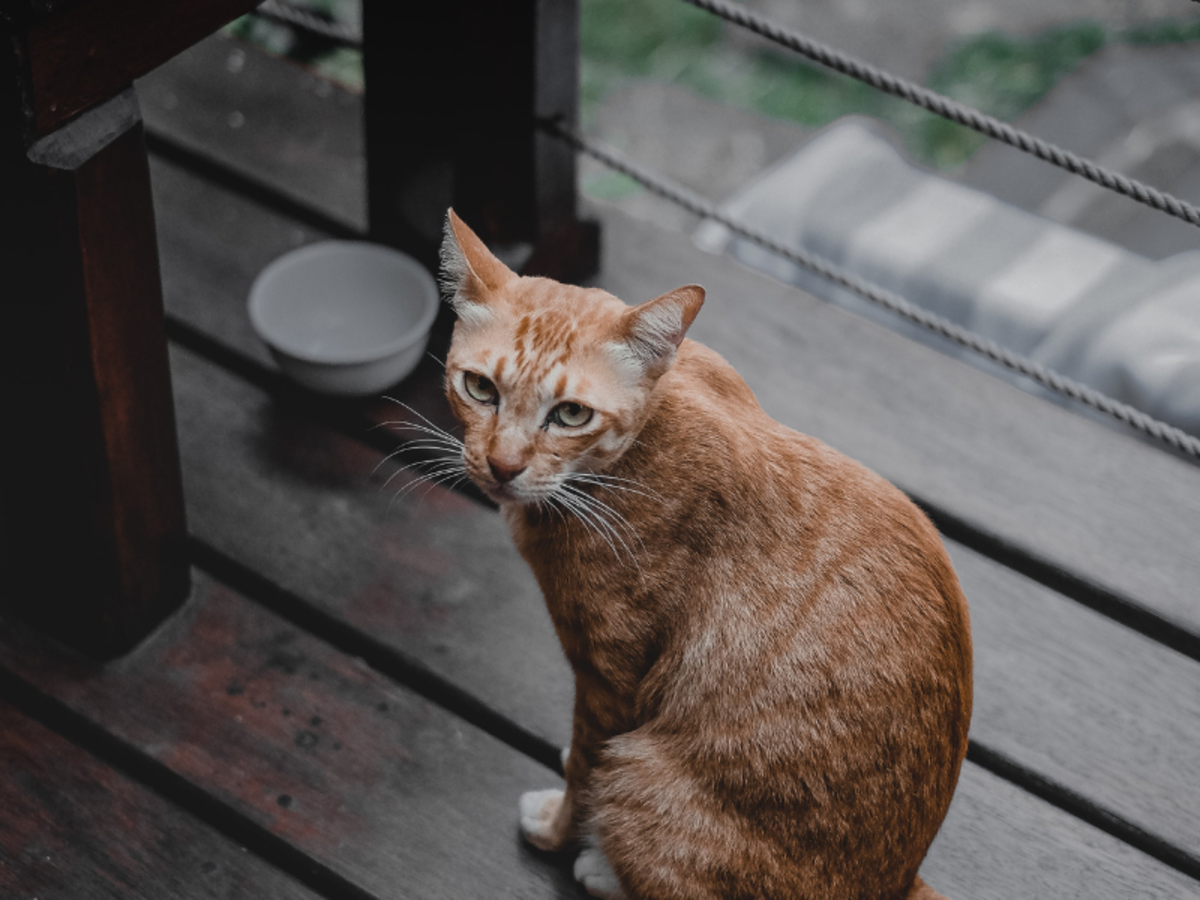 Reasons Why Your Cat Won’t Drink Water (And Tips to Help)