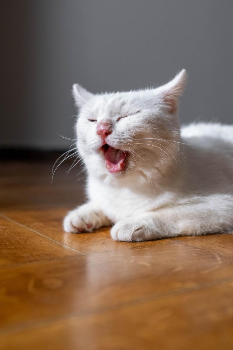 A panting or lethargic cat may be signs of dehydration