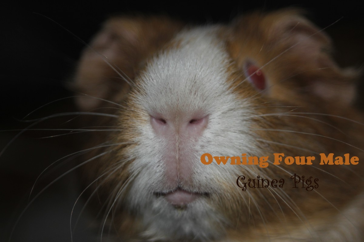 Our Experience of Owning Four Male Guinea Pigs PetHelpful