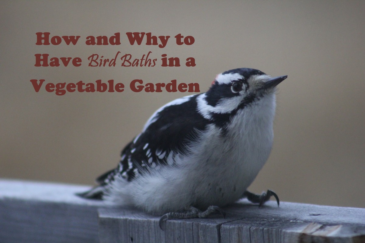 How and Why to Have Bird Baths in a Vegetable Garden