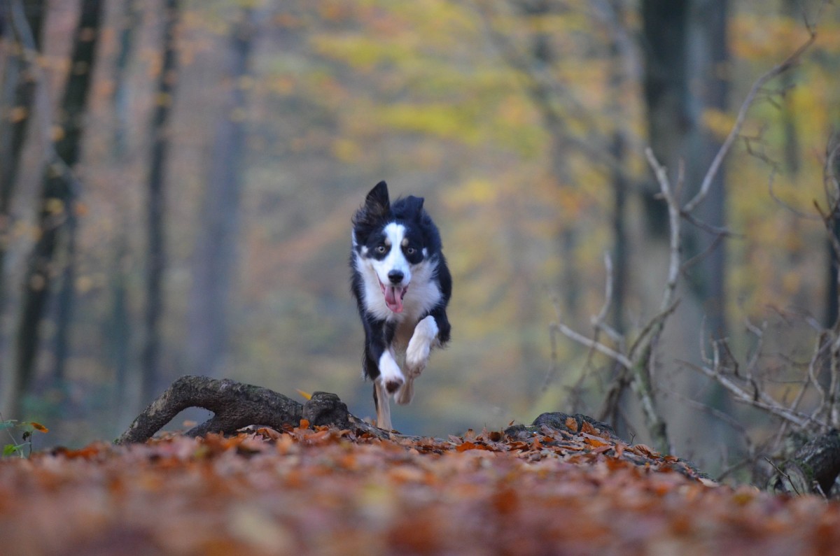 Border Collie out for a run