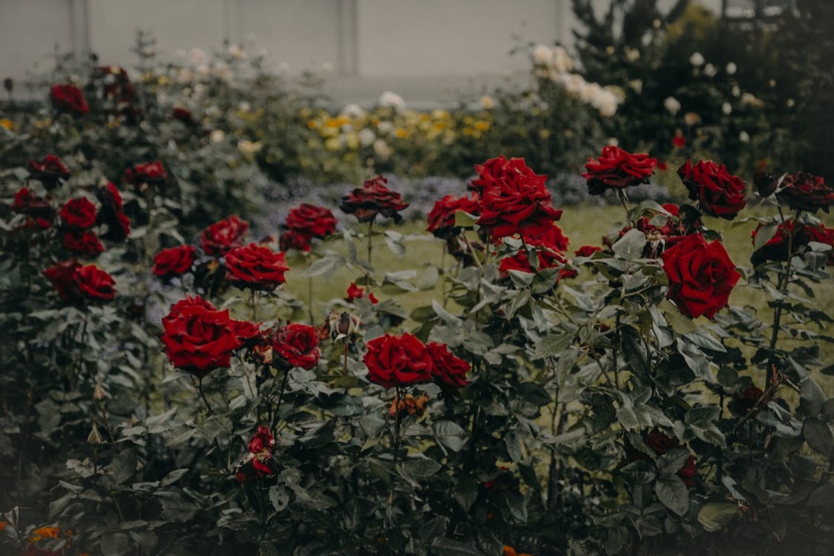 7 Tips for Planting Roses That Will Guarantee a Beautiful Garden