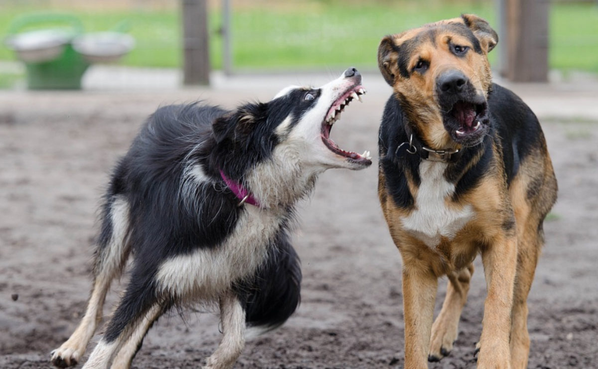 Is Your Dog's Rough Play Appropriate? · The Wildest