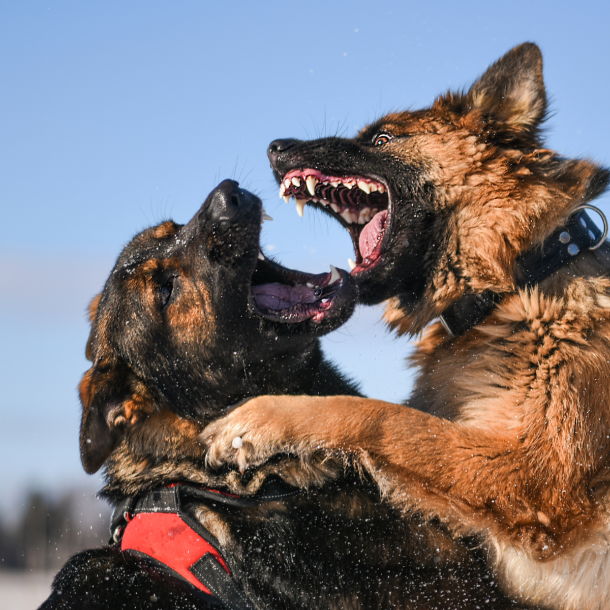 How Does Dog Play Turn Into a Fight? 10 Problems to Watch For