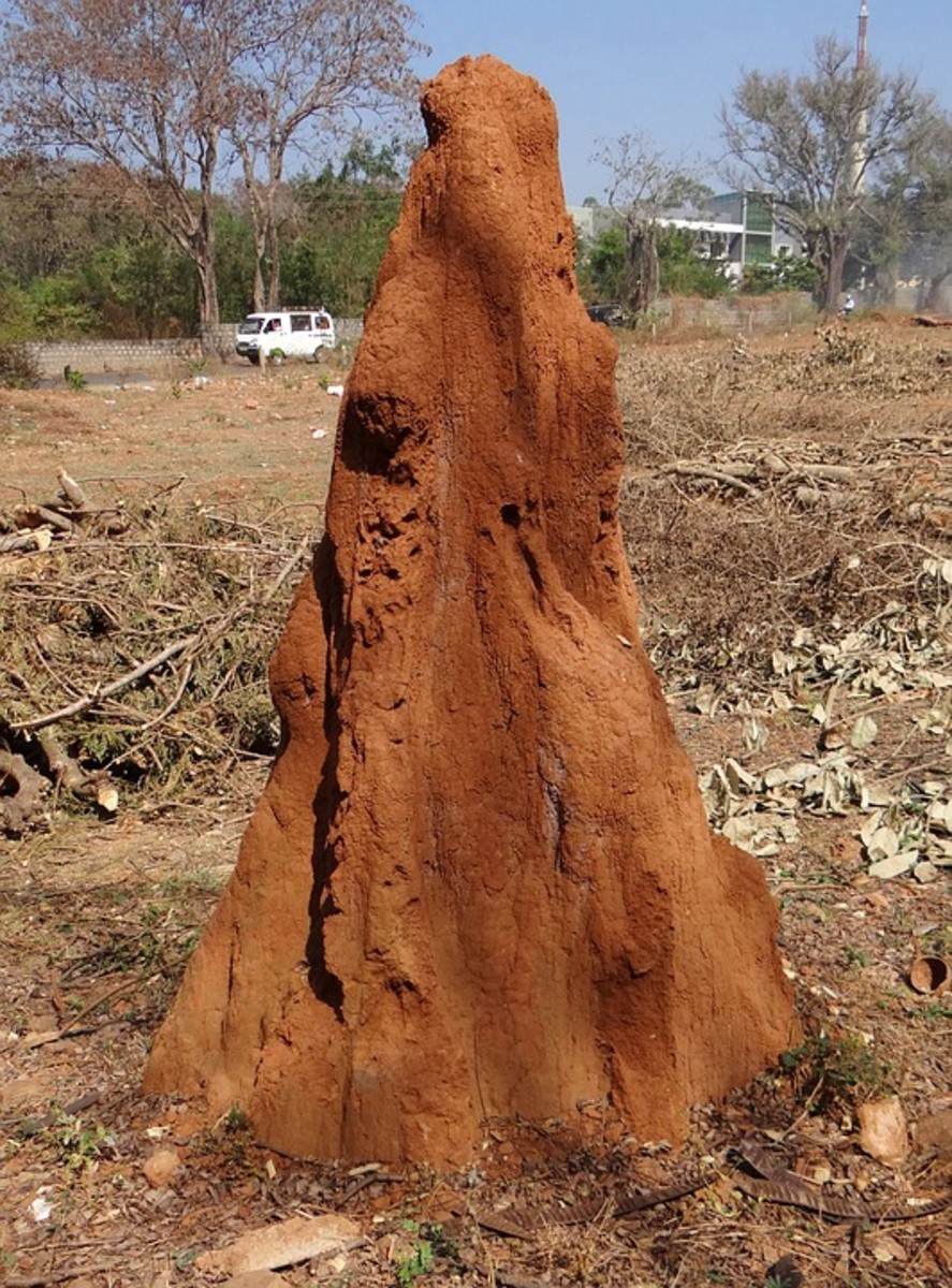 A termite mound in India.