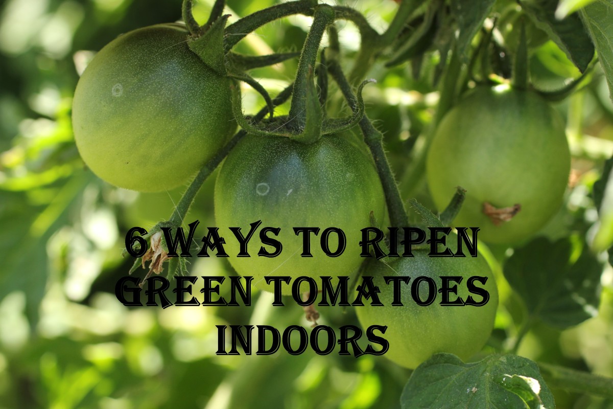 6 Ways to Ripen Green Tomatoes Indoors