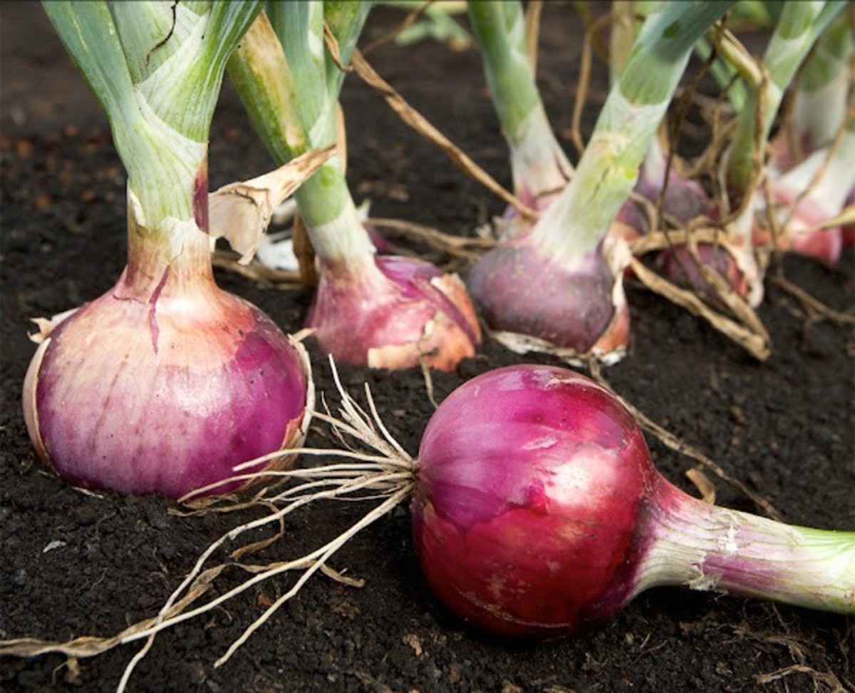 Onion Cultivation Farming