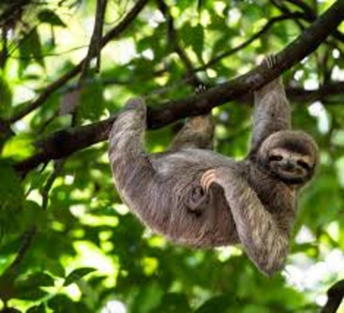 Southern Maned Sloth