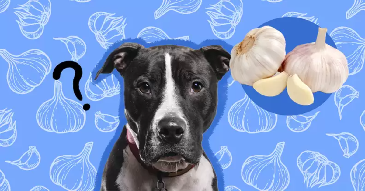 can-dogs-eat-garlic