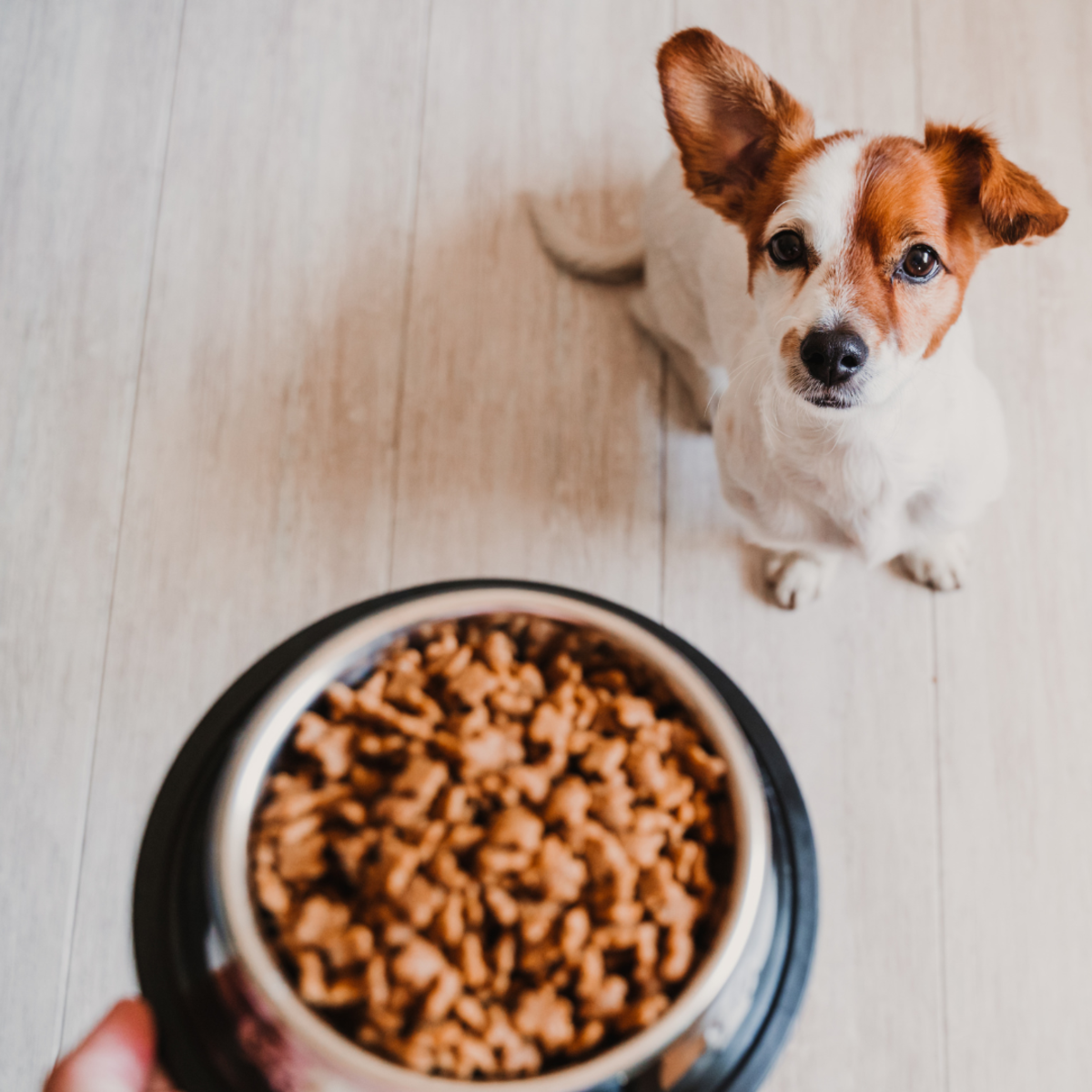 Puppy Nutrition 101: A Guide to Picking the Best Puppy Food