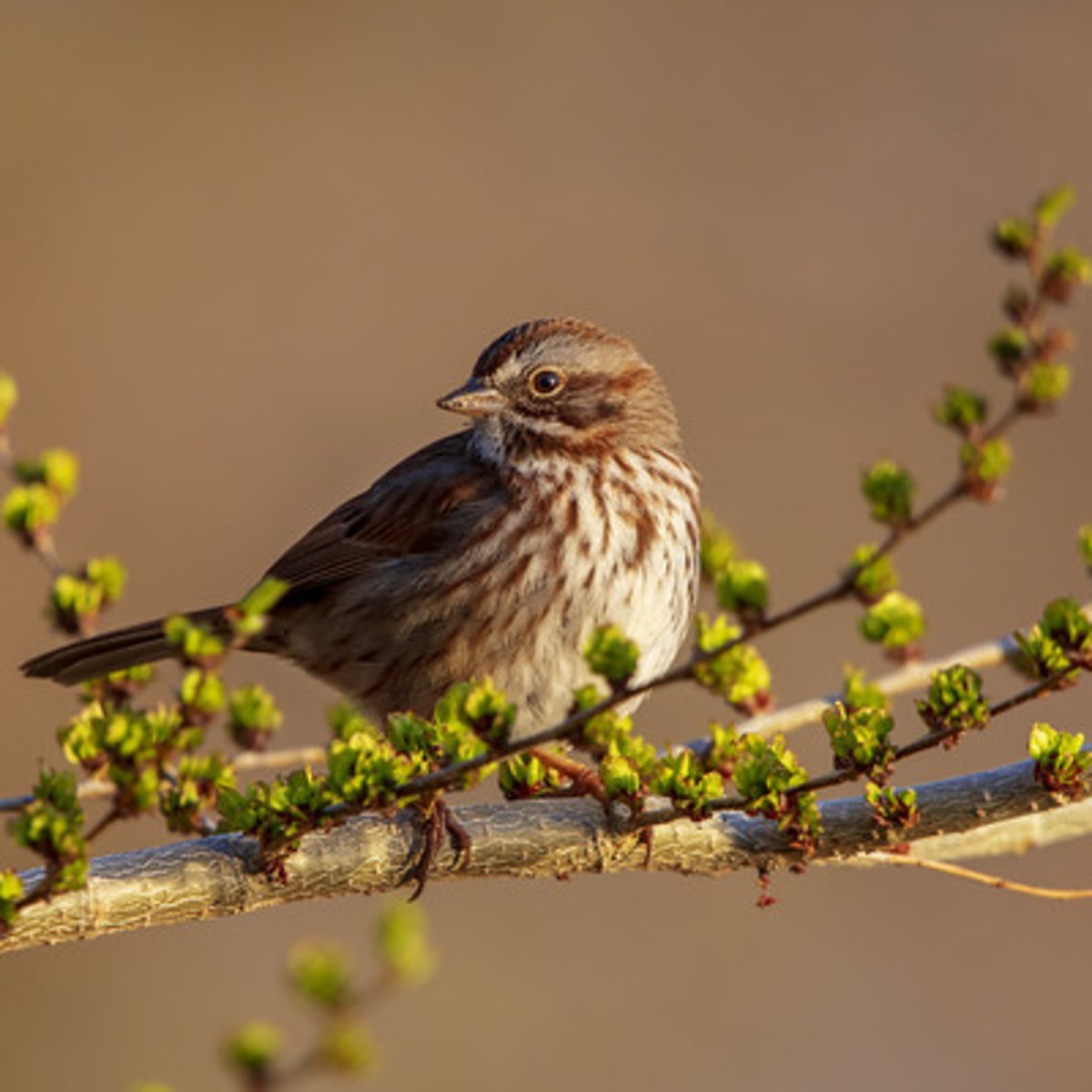 eye-on-the-sparrow
