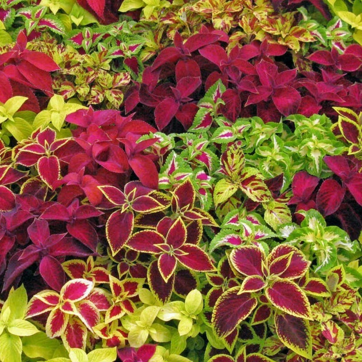 The only problem I've ever had with coleus is trying to decide which ones to buy.  There is a seemingly endless selection that can create contrast and focal points, drawing the eye to certain areas of the landscape.