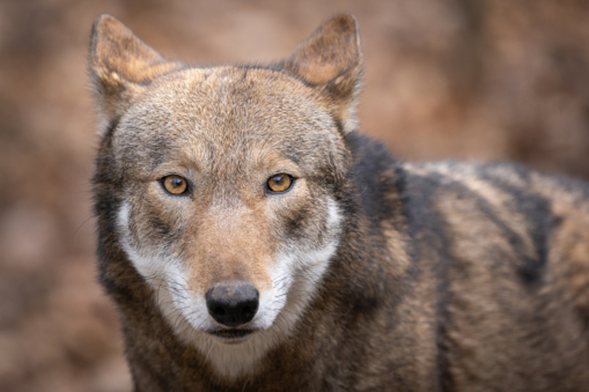 How to Save the Red Wolves in the Wild