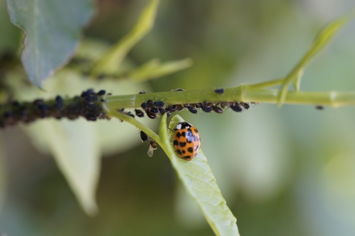 10-easy-tips-for-ridding-your-garden-of-pests