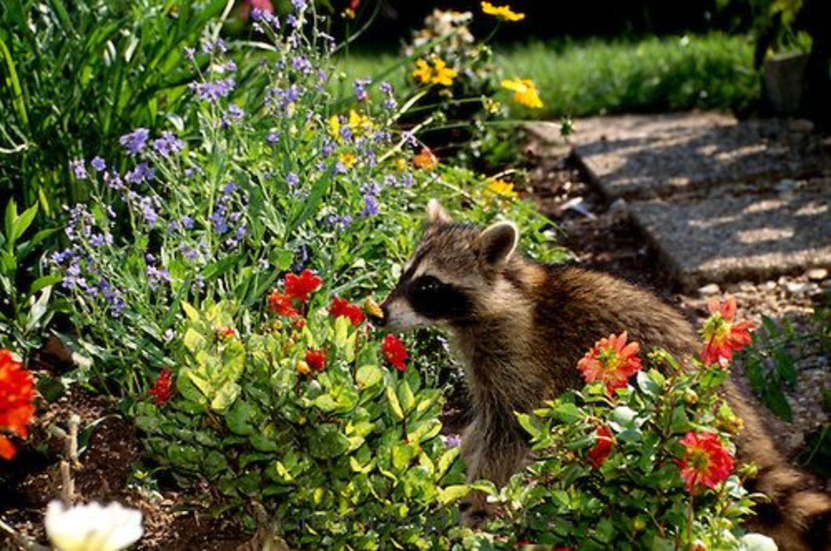 Aren't raccoons cute? They are, however, pests to many homeowners and farmers as they destroy yards and gardens in their search for food.