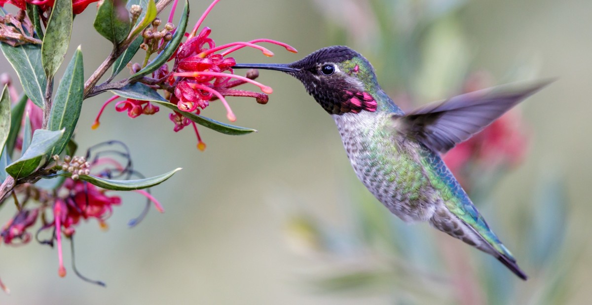 Hummingbirds: Fascinating Visitors to Our Western Gardens