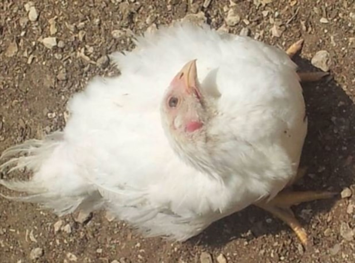 Newcastle Disease Newcastle Disease