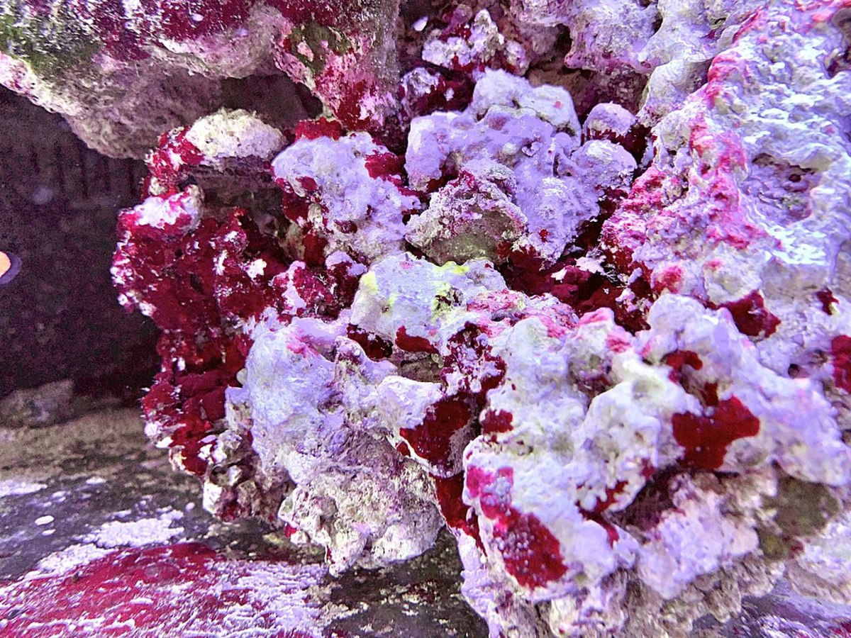 Tropical Fish Tank Algae Understanding, Control, and Prevention HubPages