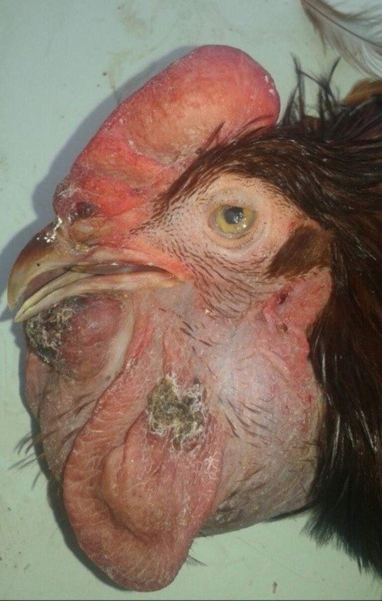 Fowl Cholera Fowl Cholera