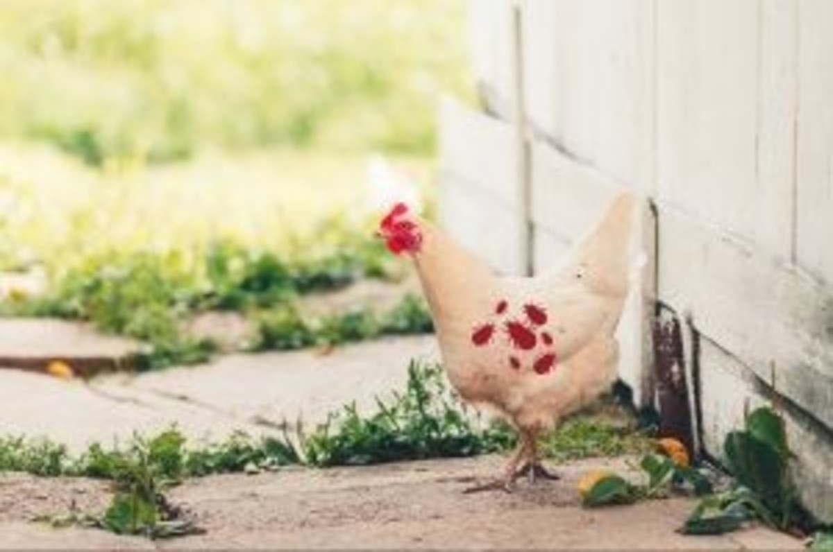 Red Mite in Chicken Red Mite in Chicken