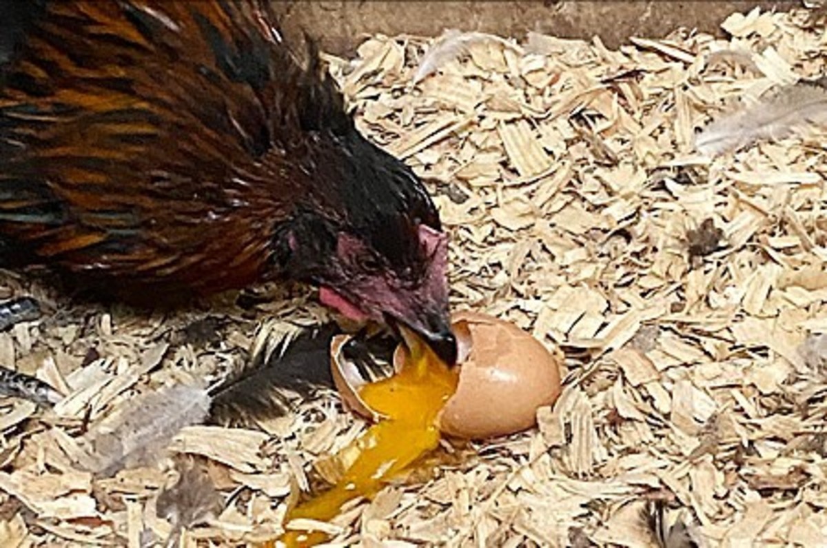 Egg eating in Chicken Egg eating in Chicken