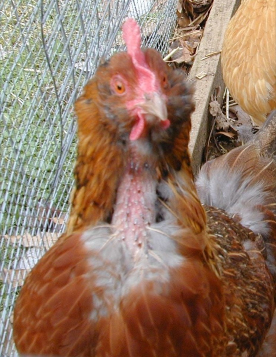 Feather Pecking in Chicken Feather Pecking in Chicken
