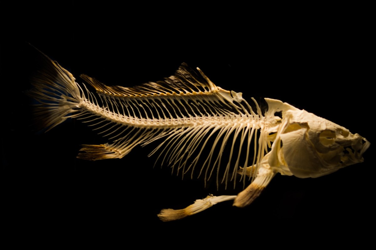 Fish were the first vertebrates (animals with backbones)
