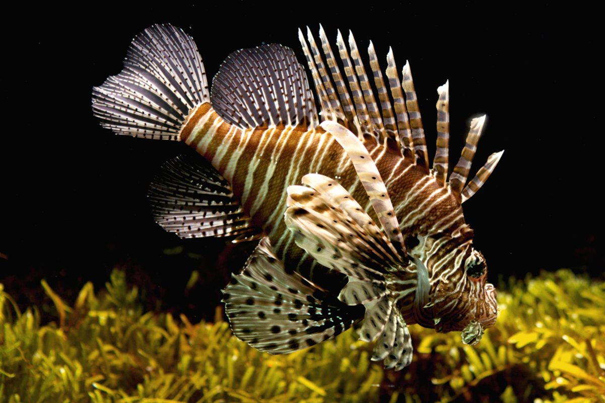 The Lion Fish is stunning but divers need to avoid the poisonous spines.