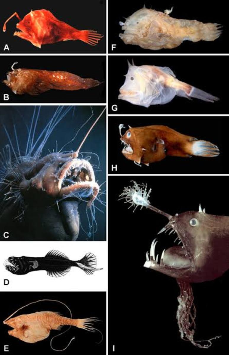 what-is-an-anglerfish