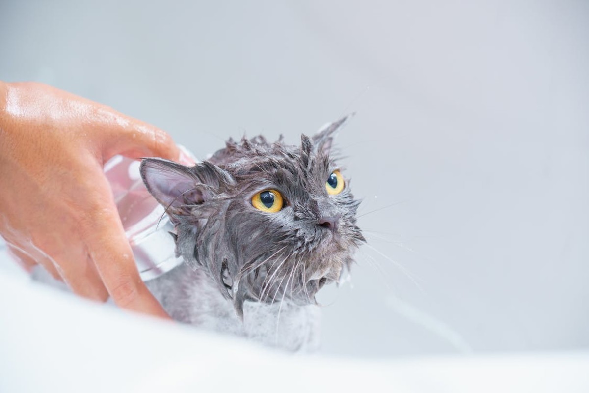 11 Purrfect Ways to Keep Your Cat's Fur Soft and Healthy - PetHelpful