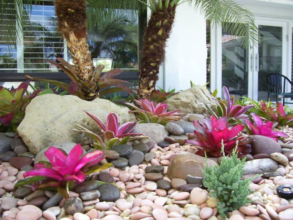 Bromeliads growing on rocks in this Florida landscape.