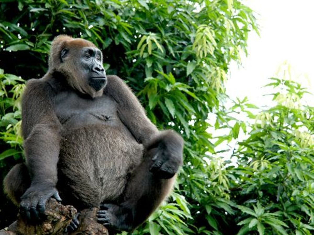 The Cross River gorilla, an apex predator, is considered one of the most endangered primates in the world, with an estimated population of around 300-350 individuals remaining in the wild. 