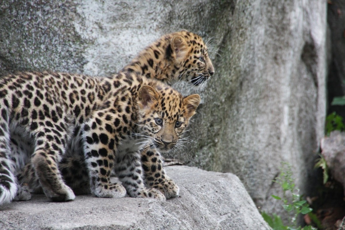 This is a photo of two Amur Leopard cubs.  These critically endangered leopards are only found in the Amur valley region in the temperate forests of Far east Russia and China.