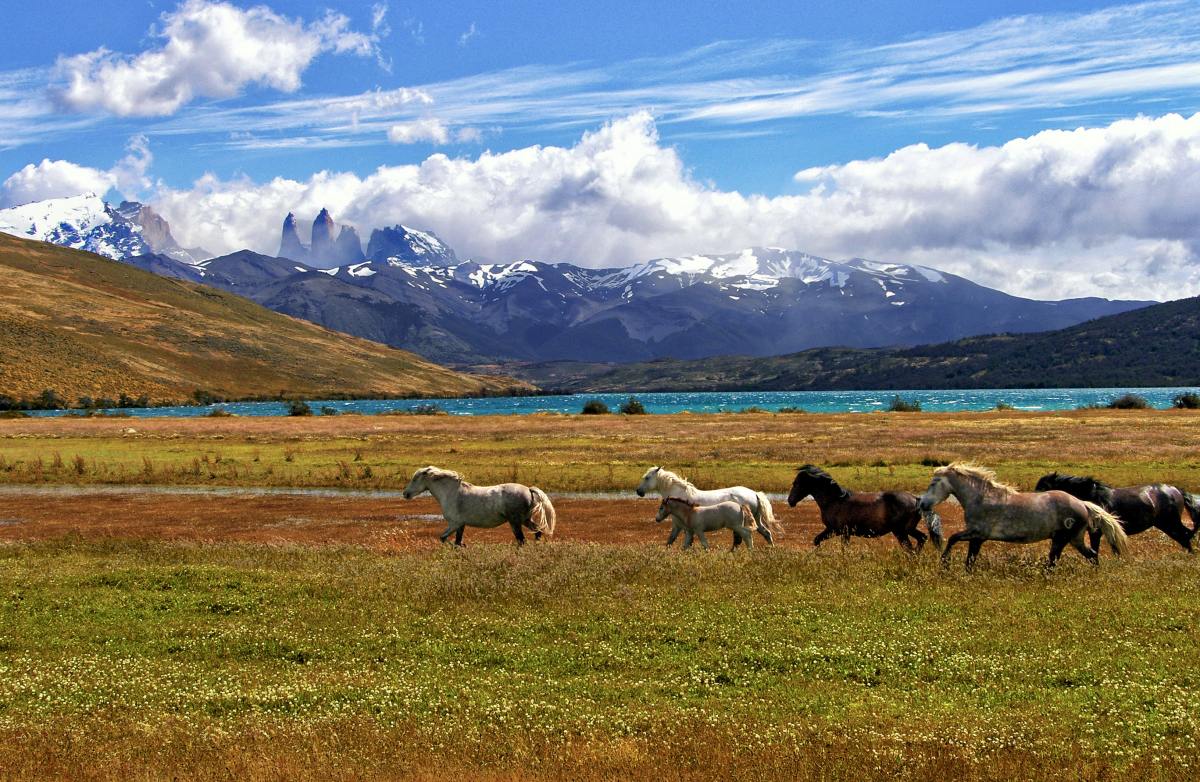 Horses galloping in a field. Location: Torres del Paine, Magallanes, and Chilean Antarctica, Chile.