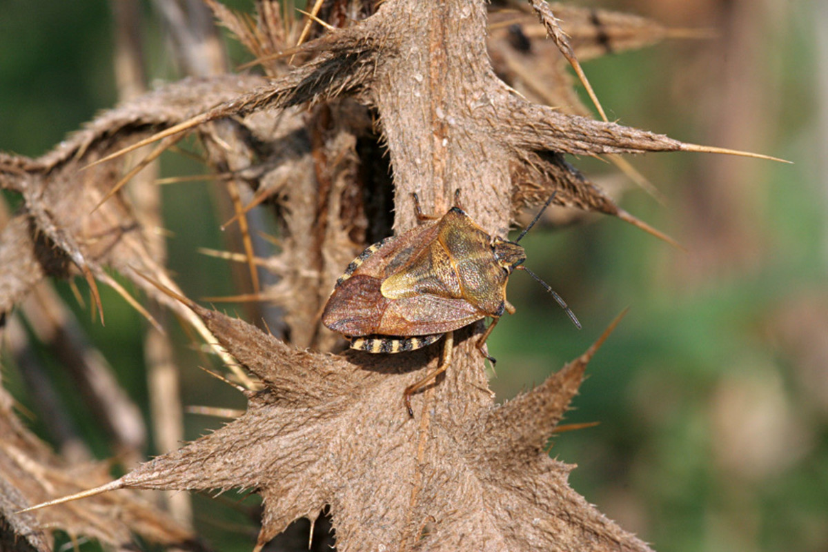 The Metamorphosis of the Extraordinarily Snake-Like Elephant Hawk-Moth  Caterpillar - Owlcation