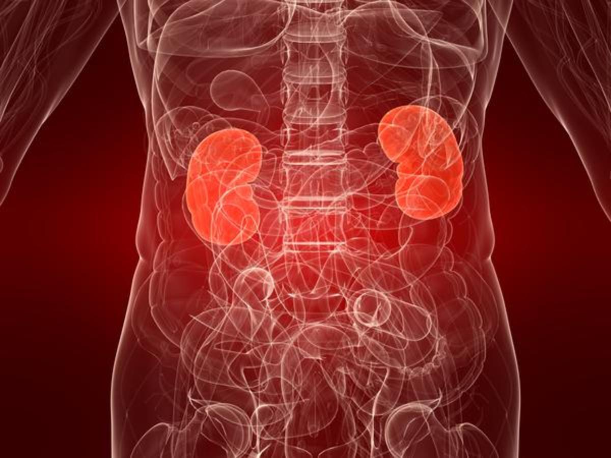 Having two kidneys provides a backup system in case one kidney becomes damaged or diseased. If one kidney is removed or fails, the other kidney can compensate and take over the majority of its functions.