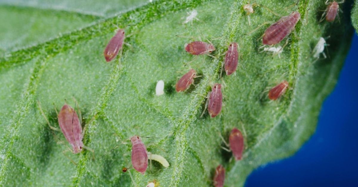 Solanum aphid