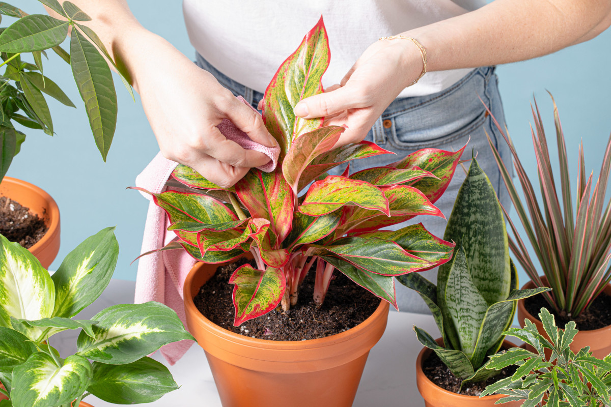 Routinely dusting leaves is important to a plant's health.