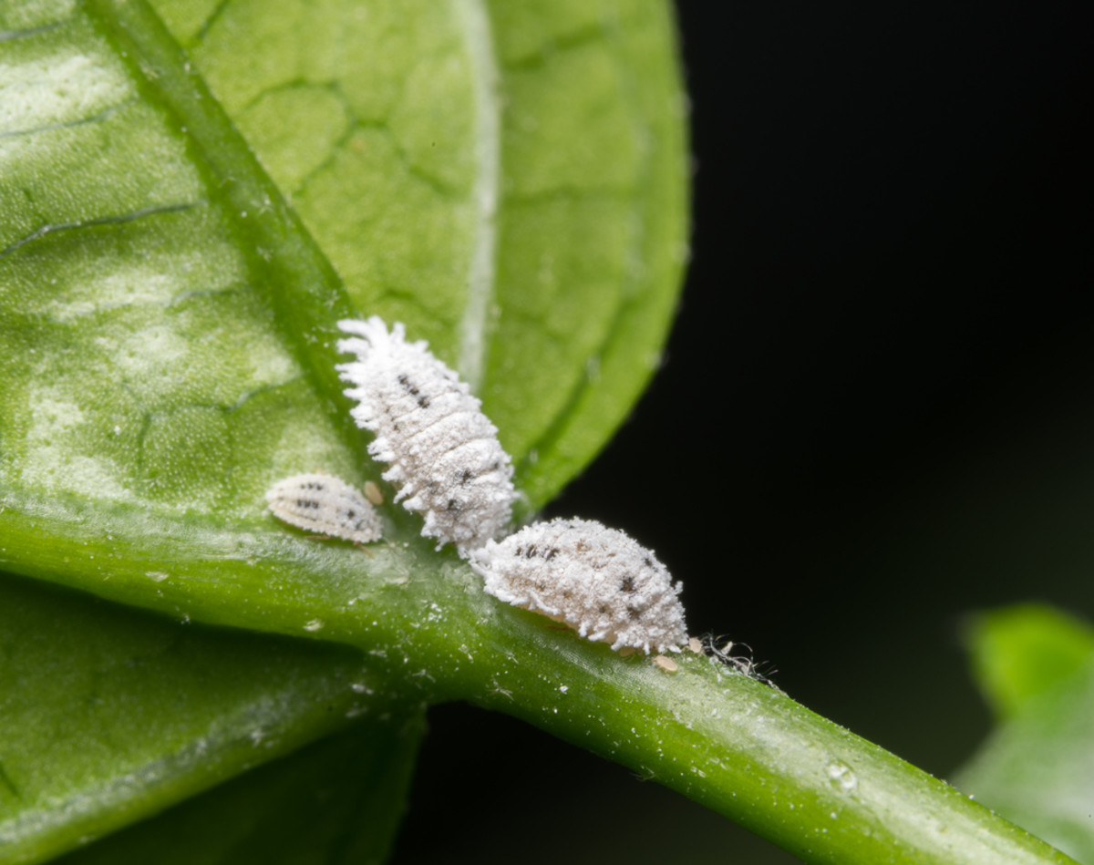 Mealybugs look like cottony clusters at stem junctures and the bases of plants. 
