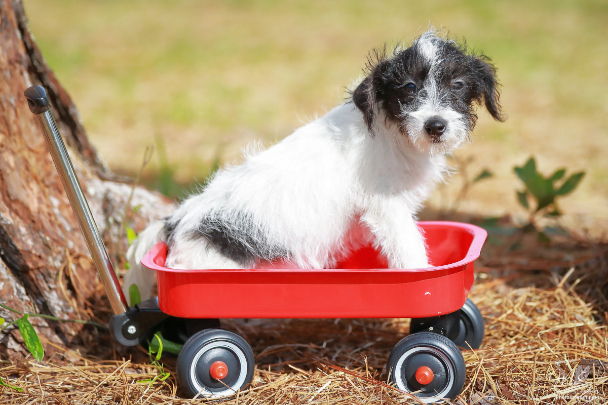 Dog Strollers: 5 Awesome Ways They Improve Your Dogs Life