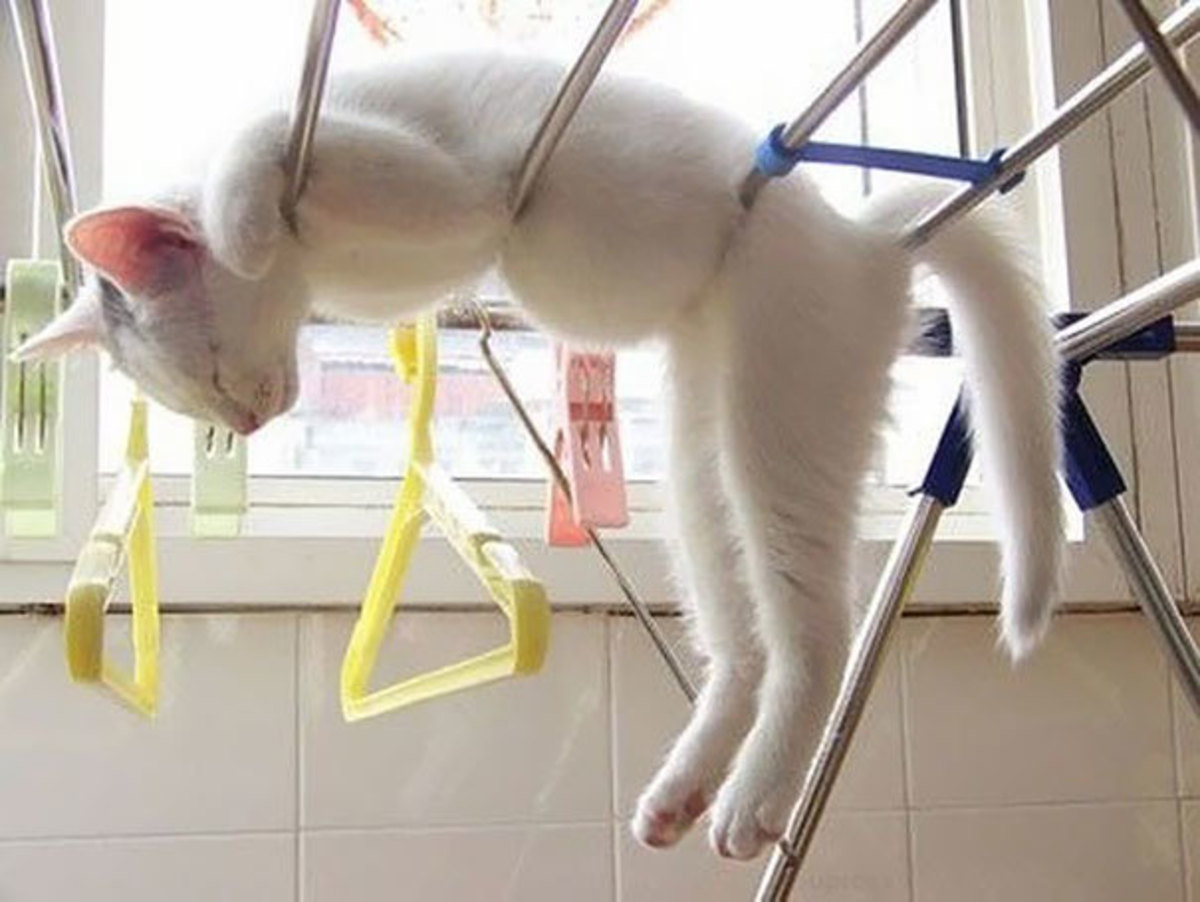 100+ Cats Who Have Mastered The Art Of  Sleeping