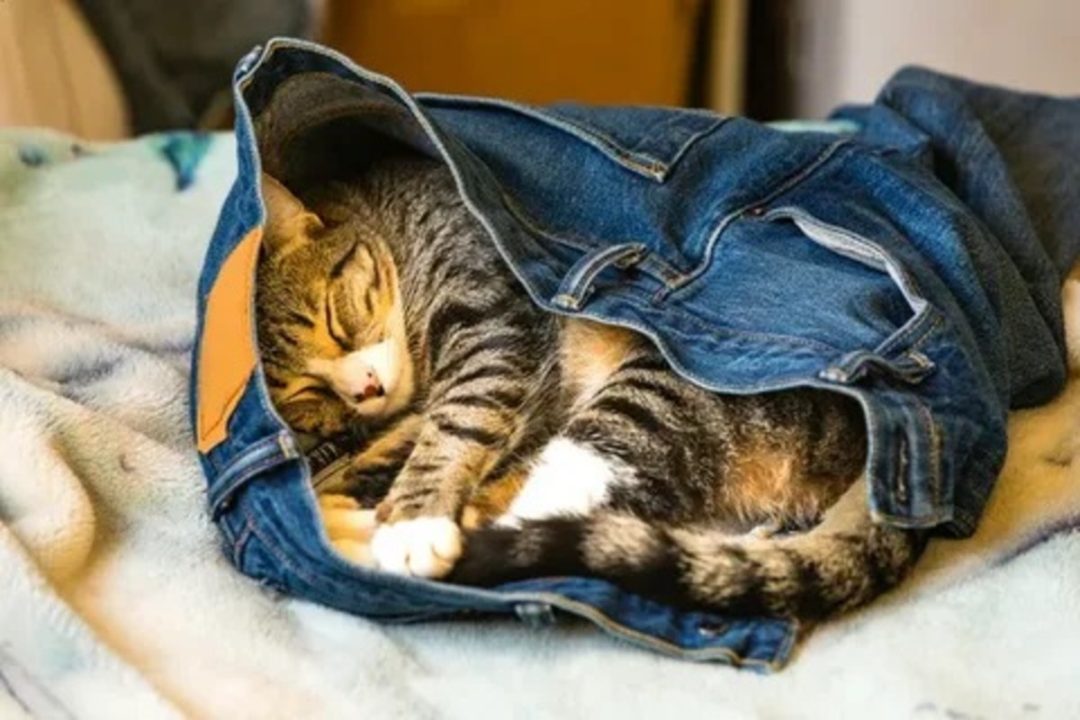 30-cats-who-have-mastered-the-art-of-sleeping