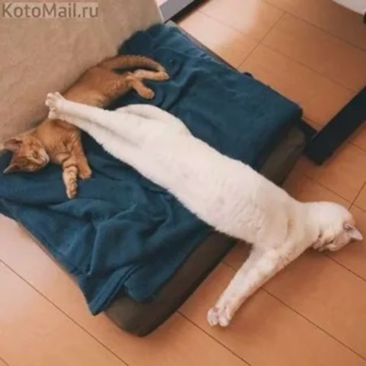 30-cats-who-have-mastered-the-art-of-sleeping