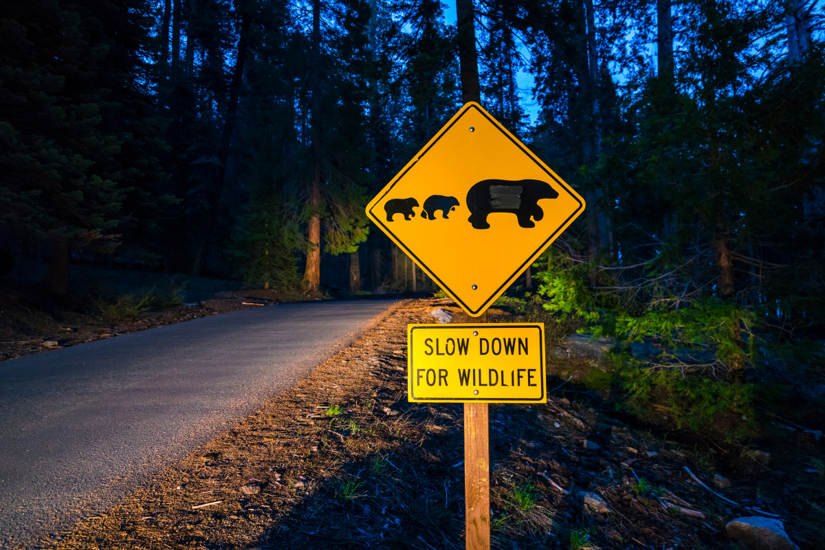 Backpackers See 'Bear' Outside Their Tent in a Funny Case of Mistaken ...